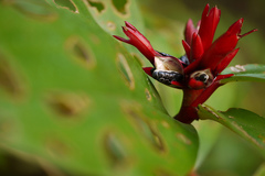 Costus speciosus